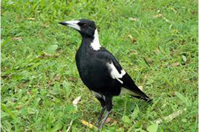 Magpie3